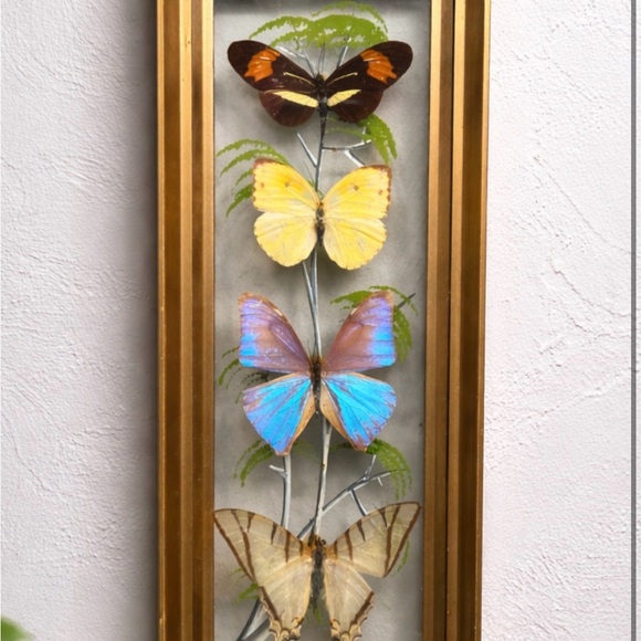 Other - Framed Butterfly Shadowbox - Yellow, Blue, Brown Accents
